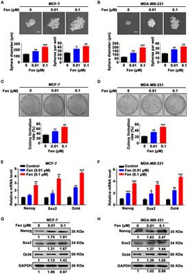 Fentanyl Promotes Breast Cancer Cell Stemness and Epithelial-Mesenchymal Transition by Upregulating α1, 6-Fucosylation via Wnt/β-Catenin Signaling Pathway